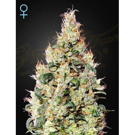 Exodus Cheese Auto CBD -Ja- Greenhouse Seeds