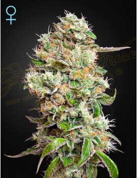 King Kush Auto CBD -...