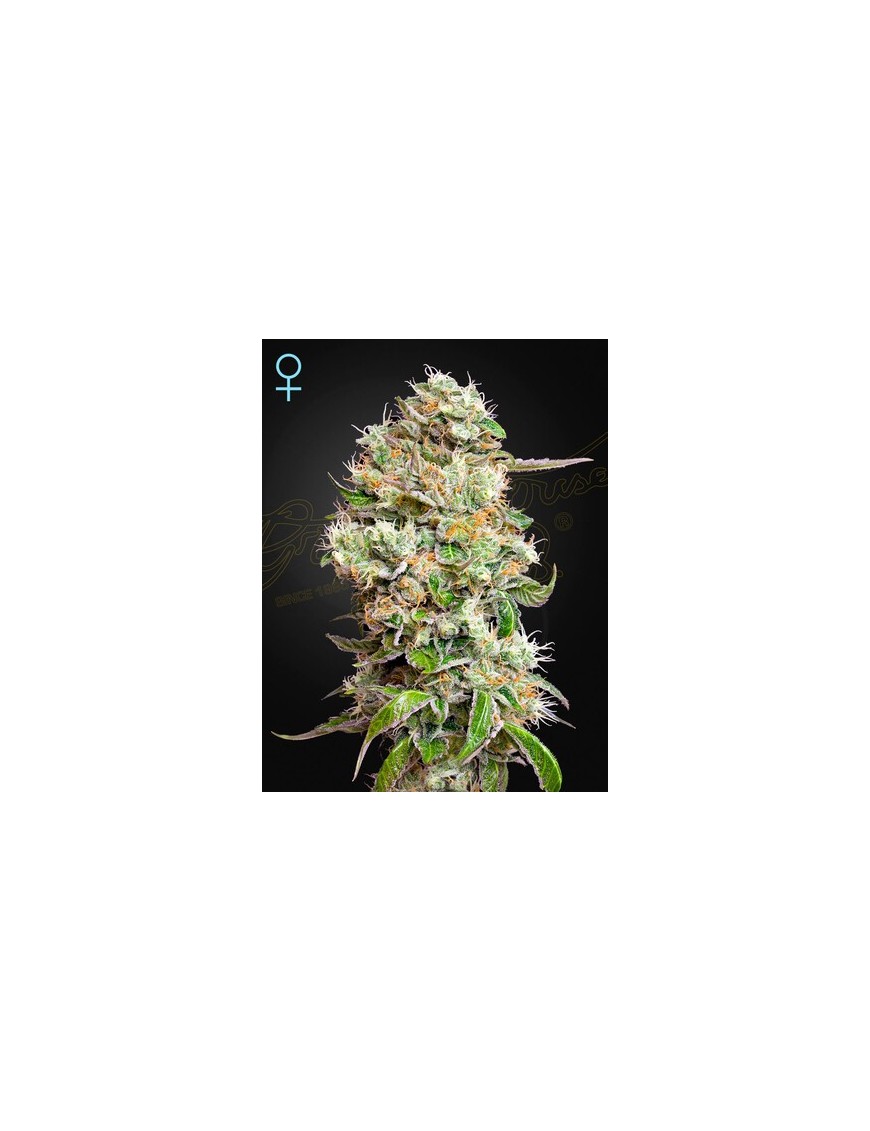 King's Kush Auto CBD -Ja- Greenhouse Seeds