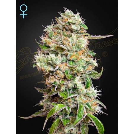 King's Kush Auto CBD -Ja- Greenhouse Seeds