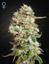 King's Kush Auto CBD -Ja- Greenhouse Seeds