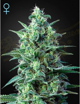 White Widow Auto CBD -...