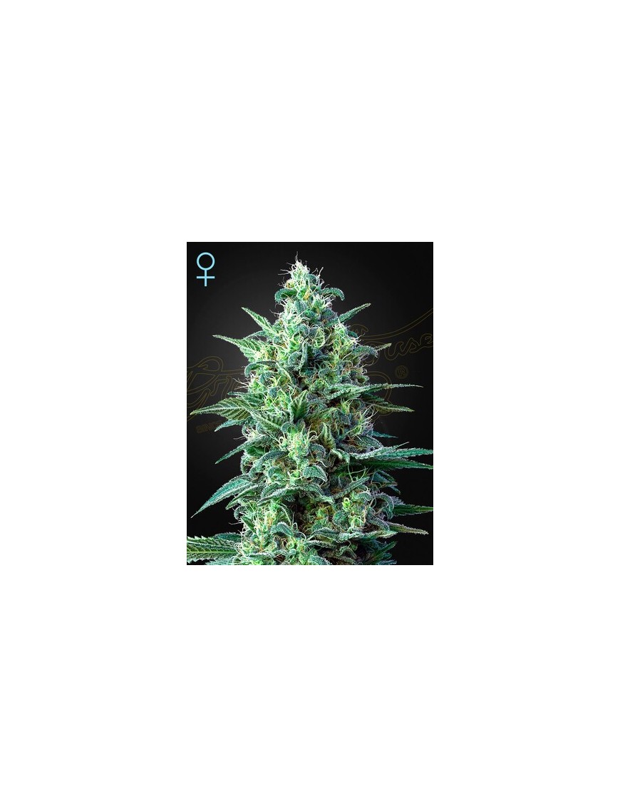 White Widow Auto CBD -Ja- Greenhouse Seeds