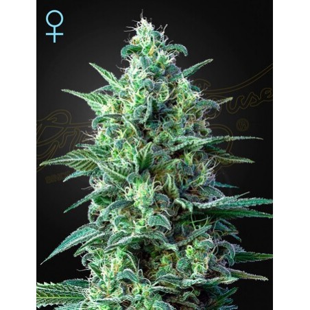 White Widow Auto CBD -Ja- Greenhouse Seeds