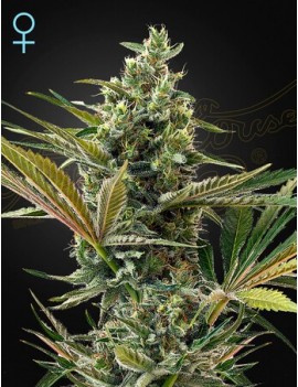 Super Lemon Haze Auto CBD -...