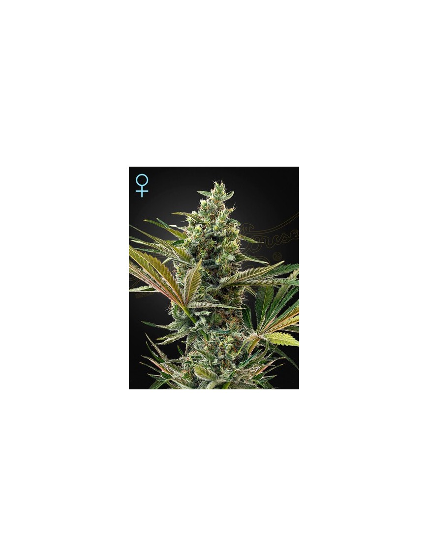 Super Lemon Haze Auto CBD -Ja- Greenhouse Seeds