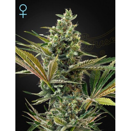 Super Lemon Haze Auto CBD -Ja- Greenhouse Seeds