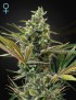 Super Lemon Haze Auto CBD -Ja- Greenhouse Seeds