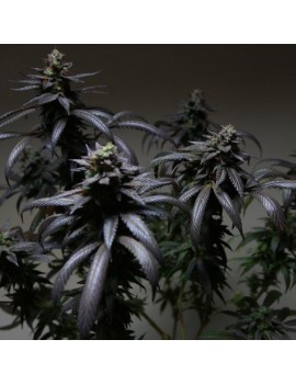 Blue Sherbert S1 Feminiz.-...