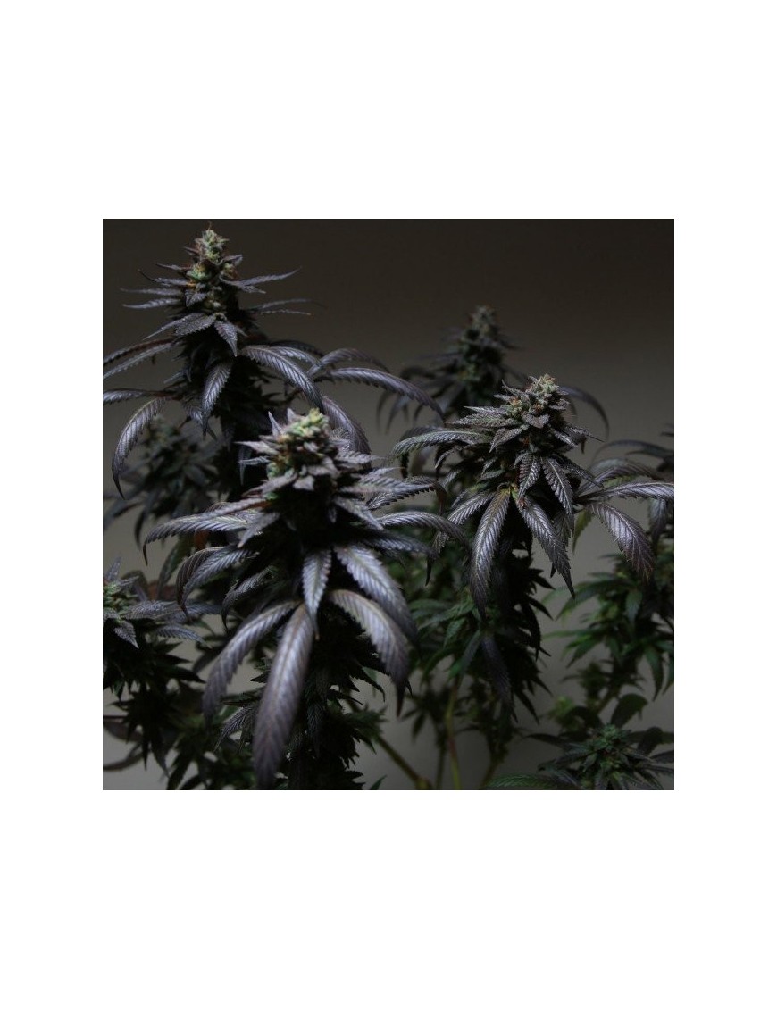 Blue Sherbert S1 Feminiz.- Die Plug-Samen