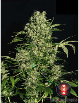 Chronic Femminiz. 6 semillas - Serious Seeds