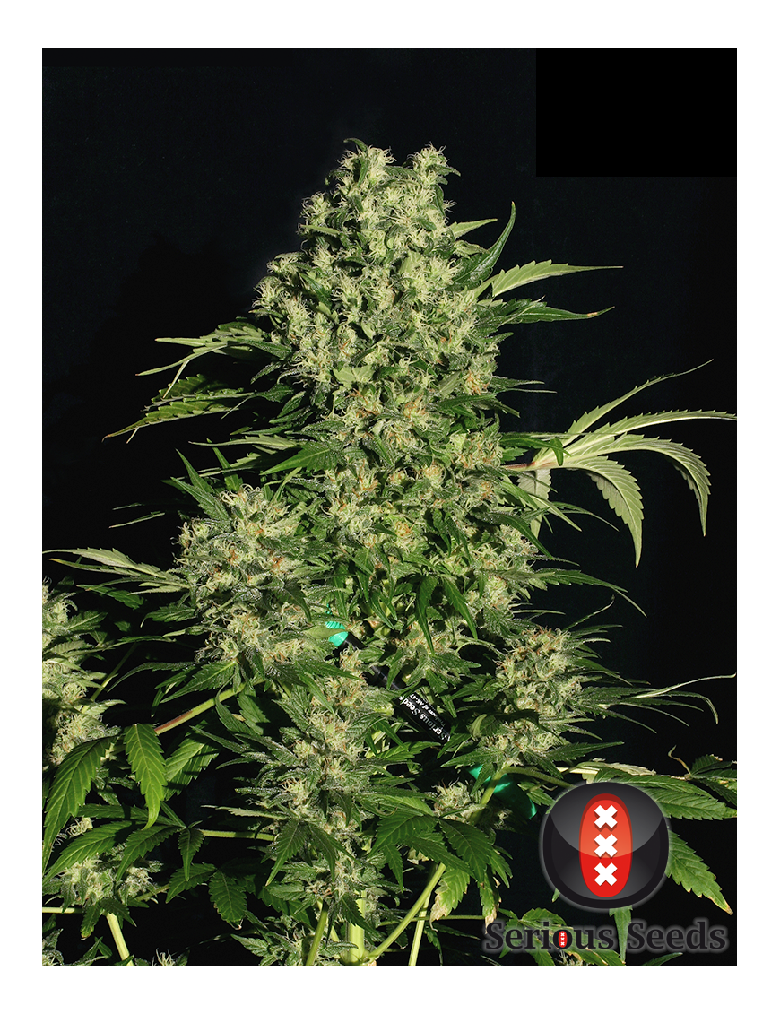 Chronic Femminiz. 6 semillas - Serious Seeds