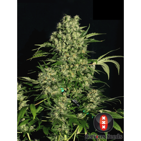 Chronic Femminiz. 6 semillas - Serious Seeds