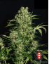 Chronic Femminiz. 6 semillas - Serious Seeds