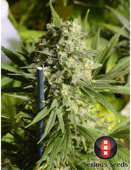 Doble Dutch Femminiz. 6 semillas - Serious Seeds