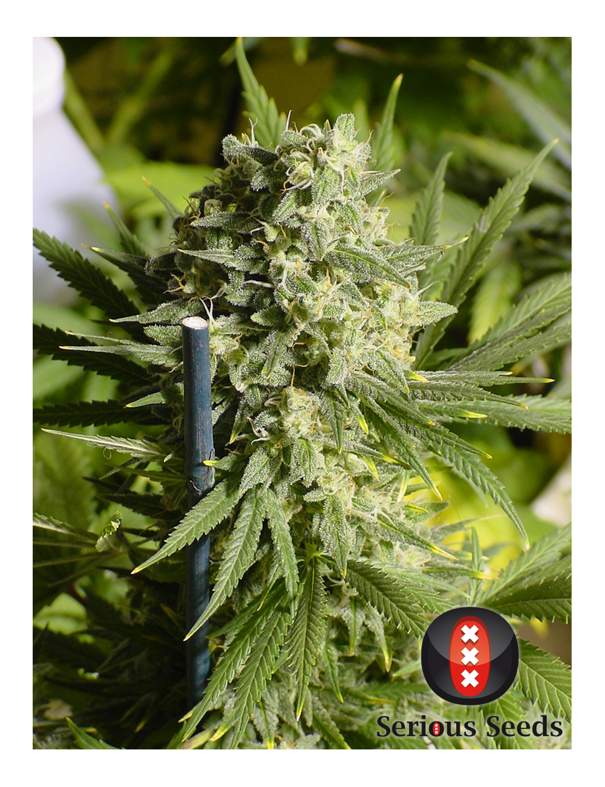 Doble Dutch Femminiz. 6 semillas - Serious Seeds