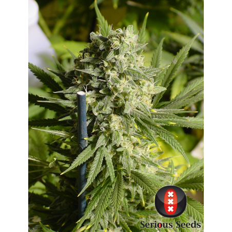 Doble Dutch Femminiz. 6 semillas - Serious Seeds