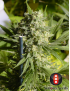 Doble Dutch Femminiz. 6 semillas - Serious Seeds