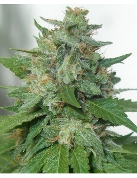 KaliBubba Femminiz. 6 semillas - Serious Seeds