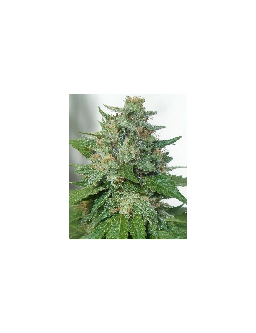 KaliBubba Feminiz.6 Samen - Serious Seeds