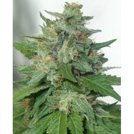 KaliBubba Feminiz.6 Samen - Serious Seeds