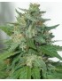 KaliBubba Feminiz.6 Samen - Serious Seeds