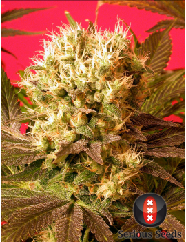 Motavation Femminiz. 6 semillas - Serious Seeds