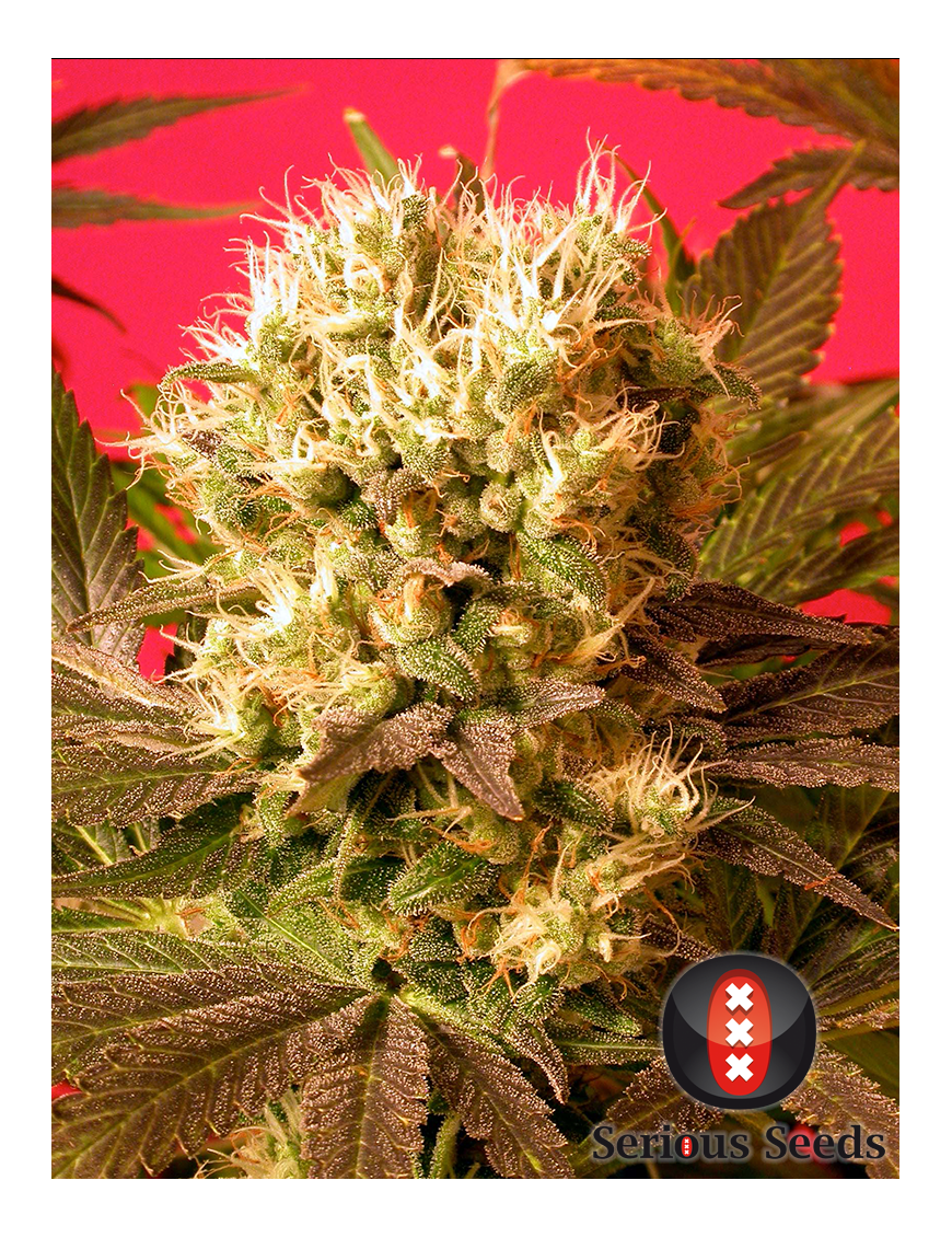 Motavation Femminiz. 6 seeds - Serious Seeds