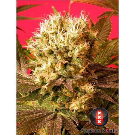 Motavation Femminiz. 6 seeds - Serious Seeds