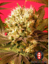 Motavation Femminiz. 6 seeds - Serious Seeds