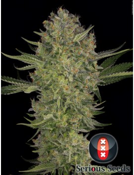 Serious Kush Feminiz.6 semillas - Serious Seeds