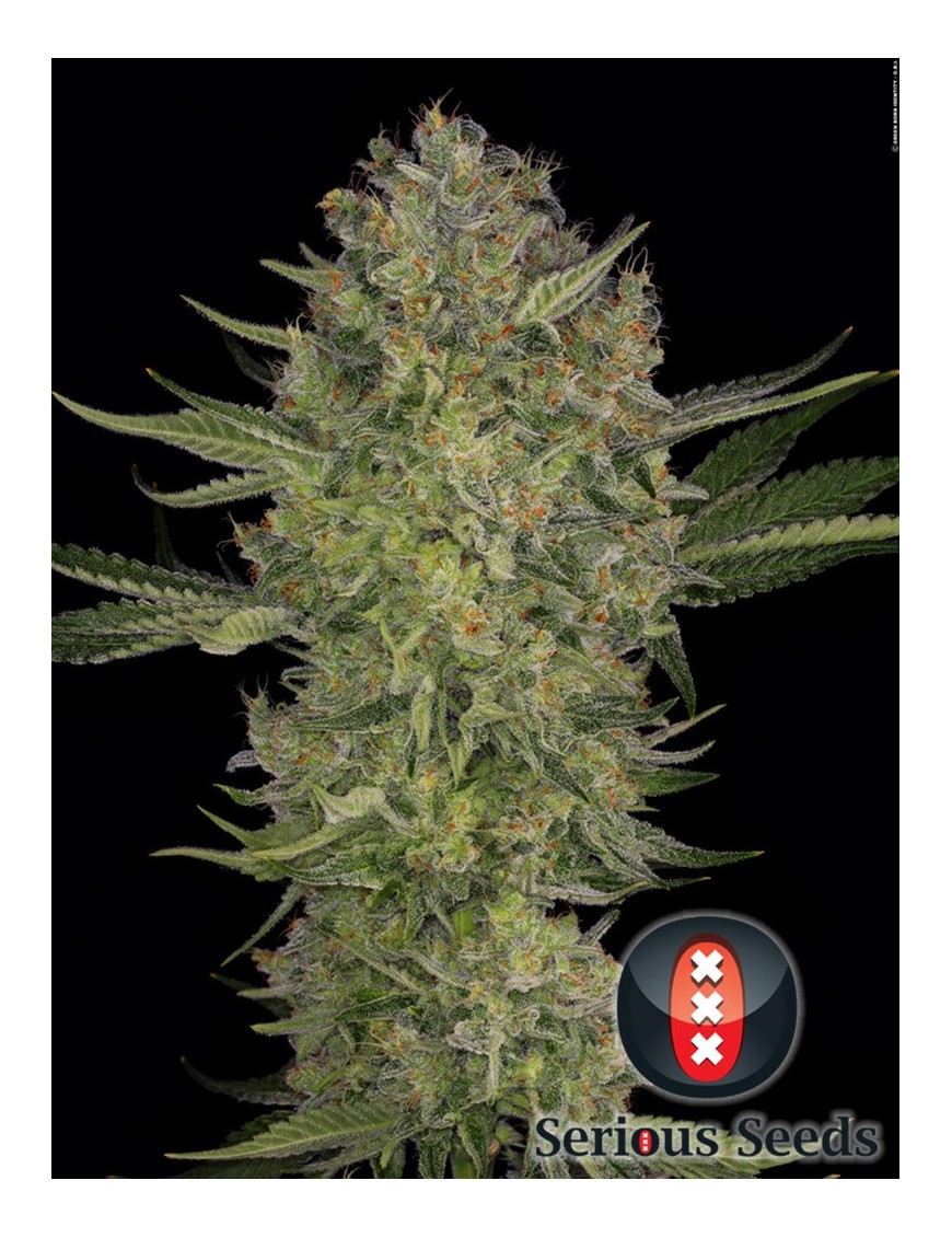 Serious Kush Feminiz.6 semillas - Serious Seeds