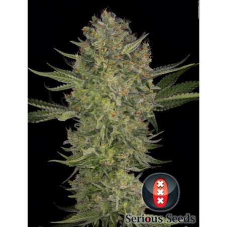 Serious Kush Feminiz.6 semillas - Serious Seeds