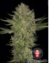 Serious Kush Feminiz.6 semillas - Serious Seeds