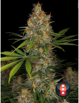 Fresa AK Femminiz. 6 semillas - Serious Seeds