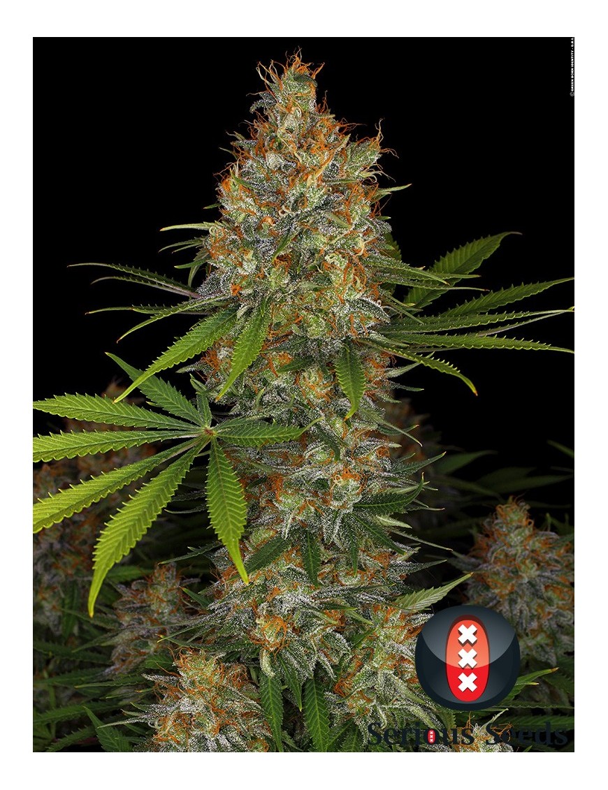 Fresa AK Femminiz. 6 semillas - Serious Seeds