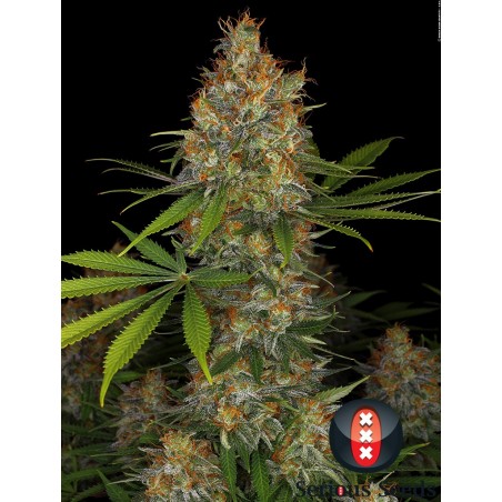 Fresa AK Femminiz. 6 semillas - Serious Seeds