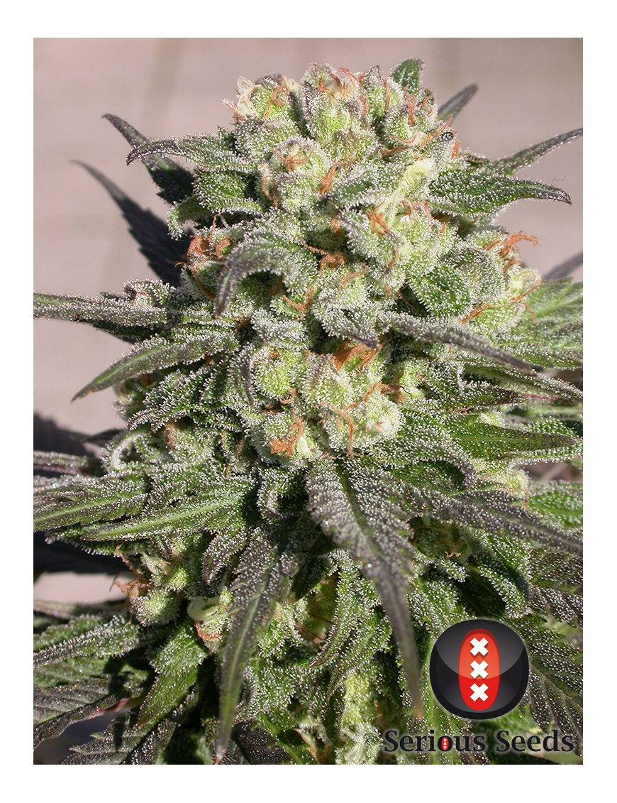 Brujo Feminiz.6 semillas - Serious Seeds