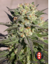 Brujo Feminiz.6 semillas - Serious Seeds