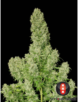 White Russian Femminiz. 6 semillas - Serious Seeds