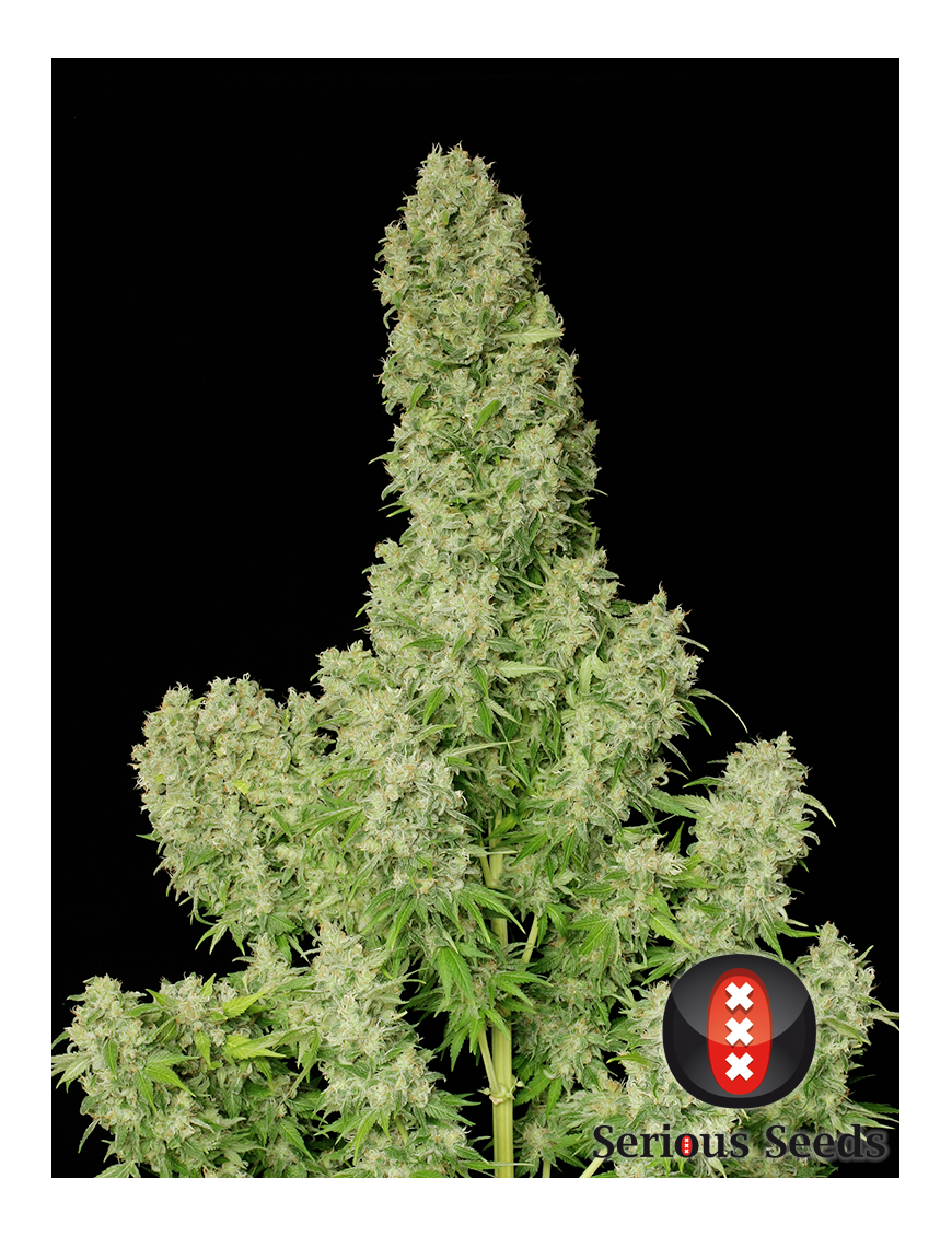 White Russian Femminiz. 6 seeds - Serious Seeds