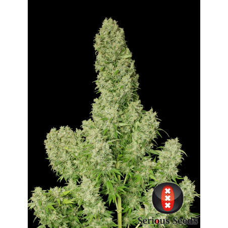 White Russian Femminiz. 6 seeds - Serious Seeds