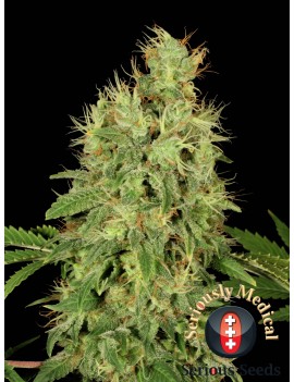 CBD-Chronic Feminiz.6 Samen - Serious Seeds