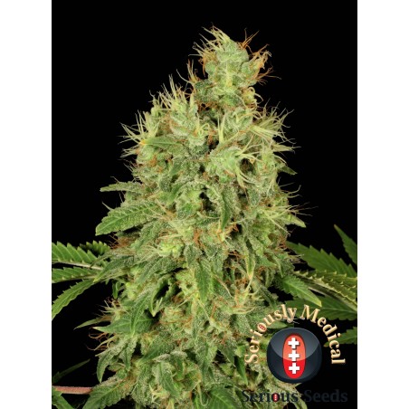 CBD-Chronic Feminiz.6 Samen - Serious Seeds