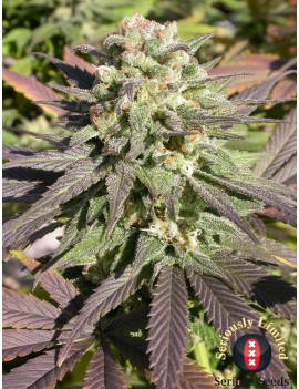 CBD-Warlock Feminiz.6 Samen...