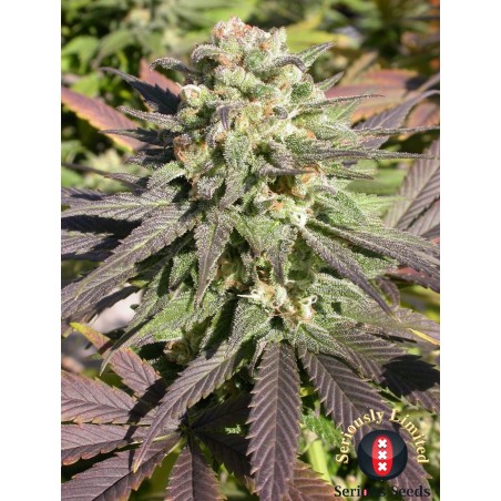 CBD-Warlock Feminiz.6 Samen - Serious Seeds