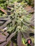 CBD-Warlock Feminiz.6 Samen - Serious Seeds