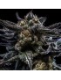 Zombie Kush Clone