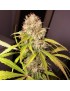 Clone di White Widow