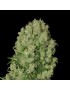 Clone of White Russian